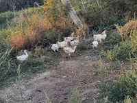 Chickens — foto 2