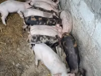 Eber, Schweine — Foto 2