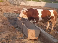 Buqa, Simmental cattle — 6-rasm