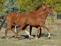 Caballo, Kisber felver — foto 1