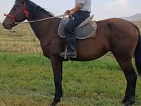 Hengst, Thoroughbred horse — Foto 4