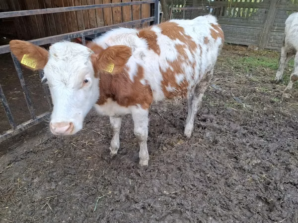 Kuh, Simmental cattle