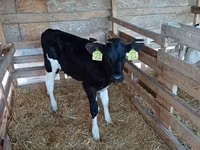 公牛, Holstein breed — 照片 1