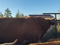 公牛, Simmental cattle — 照片 3