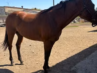 Caballo, Arabian horse — foto 6
