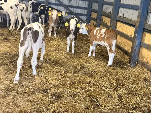 أبقار (دفعة، الجنس غير محدد), Simmental cattle