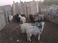 母山羊, Goats — 照片 2
