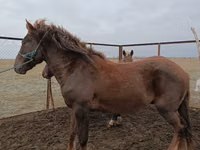 公马, Horses — 照片 1
