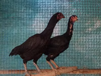 Chickens — फ़ोटो 3