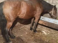 Yegua, Caballos — foto 1