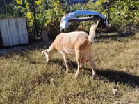 Ziege, Saanen goat — Foto 4