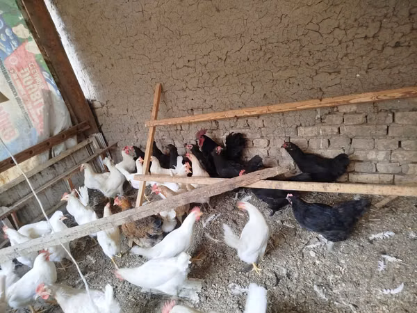 Ayam Cemani