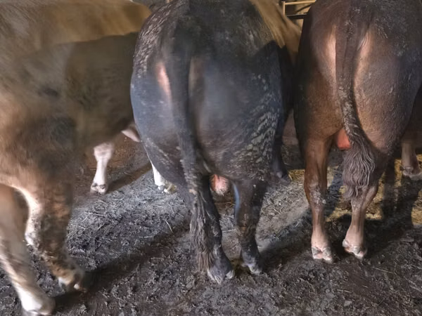 Buqa, Simmental cattle