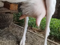 母山羊, Saanen goat — 照片 4