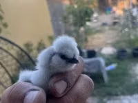Silkie — photo 6