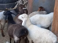 Ovejas (lote, sexo no especificado), Ovejas — foto 5