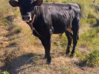 Bulle, Swiss cattle — Foto 2