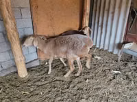 母羊, Sheep — 照片 8