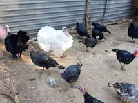 Turkeys — 照片 3