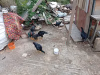 Chickens — Foto 4