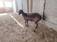 أغنام (دفعة، الجنس غير محدد), Blackheaded Persian sheep — الصورة 2