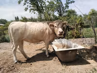 母牛, Simmental cattle — 照片 3
