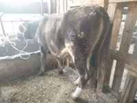 母牛, Cattle — 照片 3