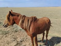 公马, Kazakh horse — 照片 2