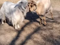 母山羊, Goats — 照片 1