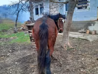 Mare, Horses — photo 3