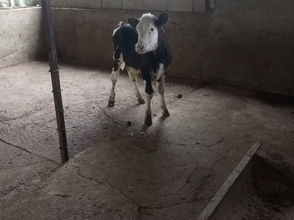 Buqa, Russian Black pied cattle