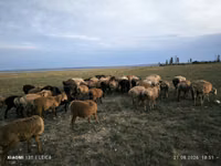 Qoʻchqor, Edilbay sheep — 4-rasm