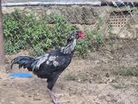 Chickens — Foto 5