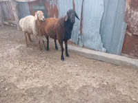كبش, الأغنام — الصورة 2
