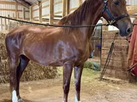 Yegua, Dutch warmblood horse — foto 2