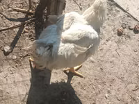 Chickens — Foto 4