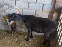 كبش, الأغنام — الصورة 3