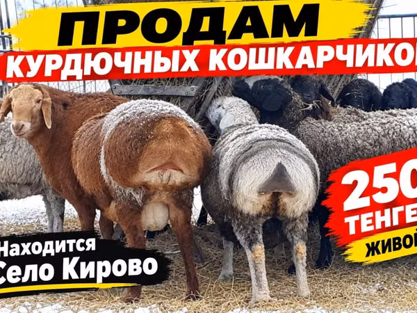 Кочкор, Казакча курдучтуу калың жүндүү кой