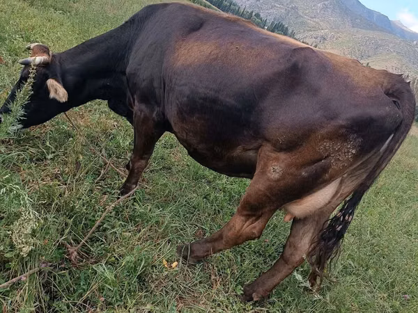 母牛, Swiss cattle — 吉尔吉斯斯坦