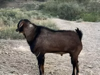 Ziegenbock, Nubian Goat — Foto 2