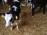 Бұқа, Simmental cattle — 8-сурет