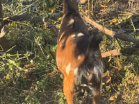 Echki, Alpine goat — 4-rasm