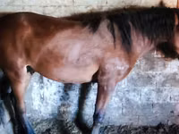 خيول (دفعة، الجنس غير محدد), Horse breed — الصورة 2