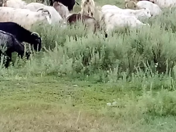Ziege, Ziegen — Kasachstan