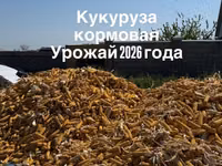 УРОЖАЙ 2026 ГОДА ❕ Кукуруза кормовая в початках🌽 Сорт «Торро» 🌽 Цена — 照片 1
