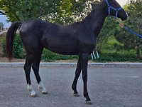 Hengst, Akhal-Teke — Foto 5