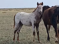 घोड़ा, Kazakh horse — फ़ोटो 3