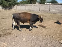 Bulle, Rinder — Foto 2