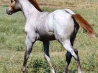 Бие, Quarter Horse — 4-сурет