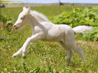 Aygʻir, American shetland pony — 3-rasm